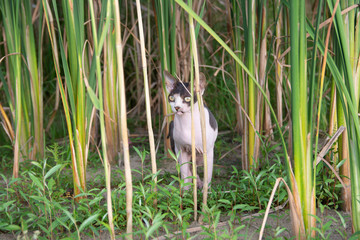 Obraz premium Sphynx cat sits in the reeds in nature during a walk on a summer day.