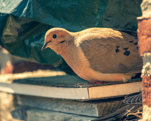 Pair of mourning doves make nest on building windowsill