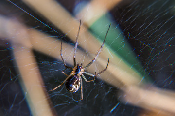 beautiful spider sits on a web waiting for a victim