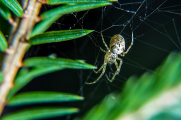 beautiful spider sits on a web waiting for a victim