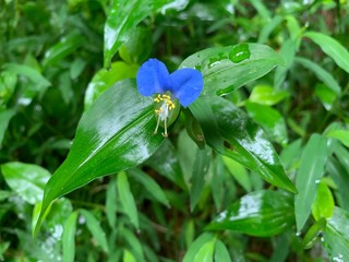 blue flower in the garden