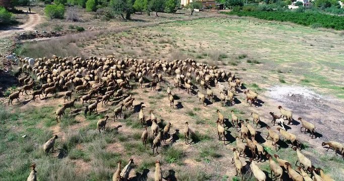 Pastando con drone reba&ntilde;o de ovejas y corderos