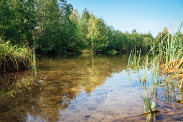 beautiful forest is reflected in the smooth surface of the lake