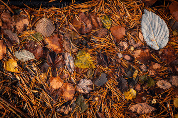 autumn still life of fallen leaves and needles