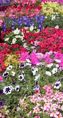 background of petunia flowers