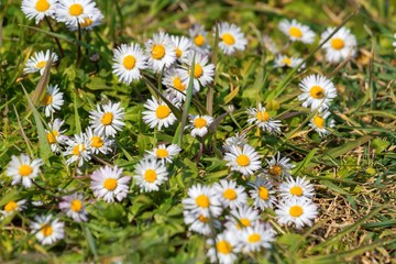 Detail of daisy flowers across the meadow