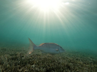 Fototapeta premium Underwater background of ocean and free space for your decoration. 