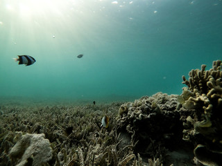 Underwater background of ocean and free space for your decoration. 