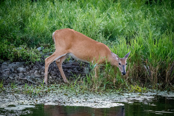 deer in tall grass by water