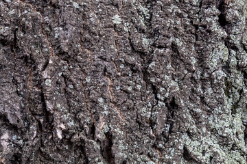 Closeup Tree Bark Texture For Background or Overlay	