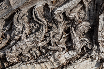 Closeup Tree Bark Texture For Background or Overlay	