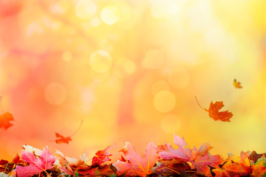 Golden autumn sunset background with falling leaves, fall copy space