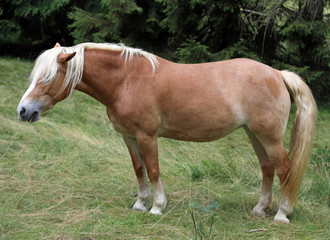 Naklejka na ściany i meble brown horse with hair on the eyes