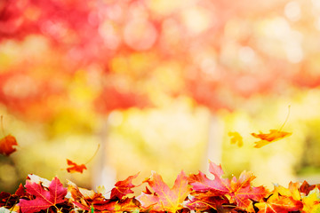 Golden autumn multi colored tree leaves background with copy space