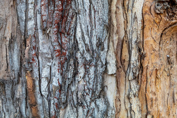 Closeup Tree Bark Texture For Background or Overlay	