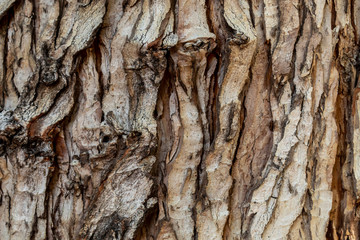 Closeup Tree Bark Texture For Background or Overlay	