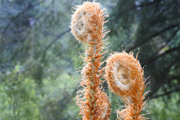 Forrest  landscape with mushrooms and plants