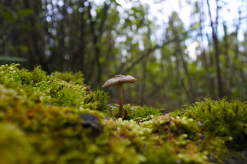 Forrest  landscape with mushrooms and plants