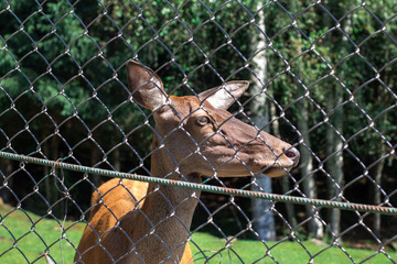 cute brown deers behind the fence in zoo