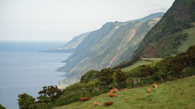 Cows, steep tree-topped cliffs and the famous Faj&atilde;s at the coastline of Sao Jorge Island, Azores Islands, Portugal.