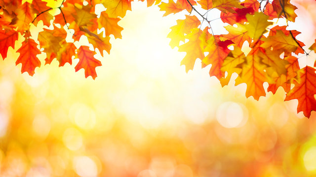 Golden autumn sunset with multi colored tree leaves background with copy space