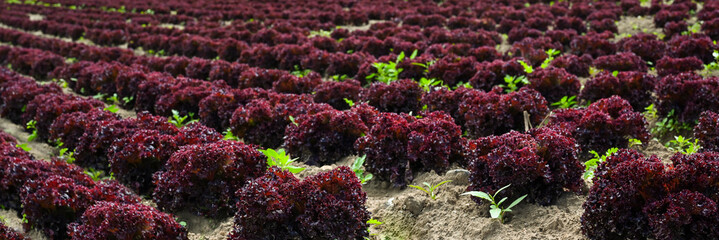 Plantage mit Lollo Rosso Salatanbau