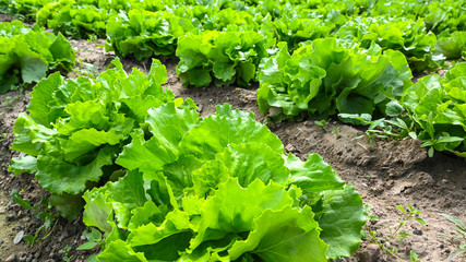 Öko Kopfsalat Bio Salat Plantage und Gärtnerei, Landwirtschaft anbauen im Gemüse Garten. Bio...