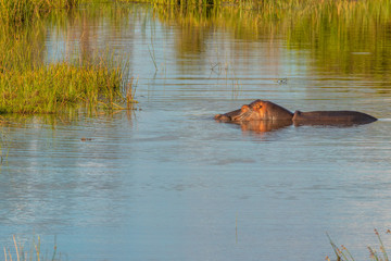 Fototapeta premium The common hippopotamus (Hippopotamus amphibius) at sunset, Welgevonden Game Reserve, South Africa.