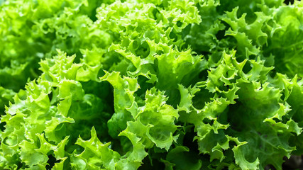 Blatt des Friséesalats im eigenen Garten