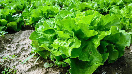 Kopfsalat im eigenen Garten