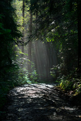 sunlight through fog and trees in the green forest © AlexR