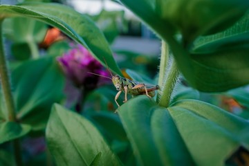 Grasshopper in a garden