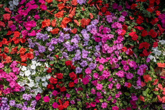 flower bed