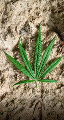 Cannabis THC Hanf - Blatt - Anbau Rohstoff und Rauschmittel Droge legal für Eigenverbrauch Konsum in Deutschland.