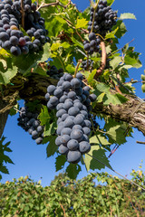 Beautiful bunches of black grapes taken from below against the blue sky of a sunny day