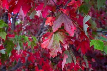 Bright red autumn maple leaves on tree 