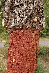 Cork oak trunk with bark removed.