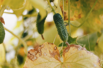 Growing cucumber. Close up of plant green cucumber in the garden. One green ripe cucumber on a bush among the leaves. Cucumber on the background of the garden