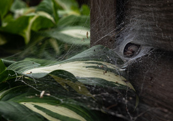 Spider web connected to Hosta leaves