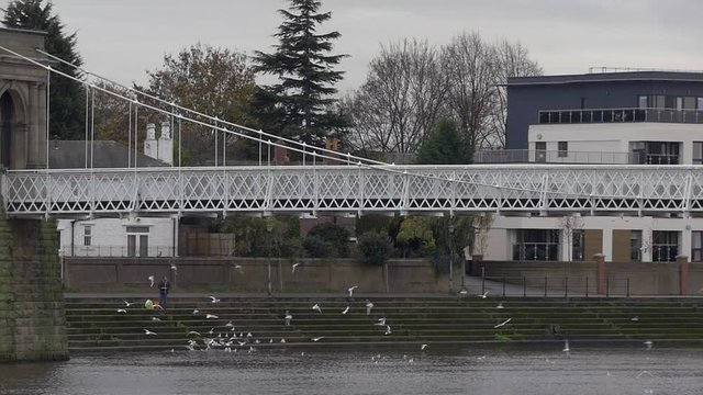 Slo Motion Of Person Feeding A Group Of Birds Under Nottingham Bridge. The River Trent In Nottingham, England.