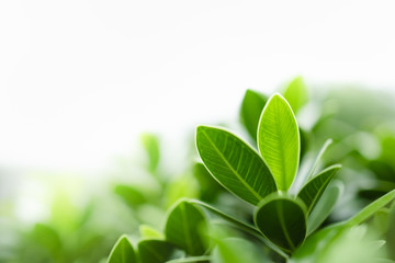 Fototapeta premium Close up of nature view green leaf on blurred greenery background under sunlight with bokeh and copy space using as background natural plants landscape, ecology wallpaper concept.