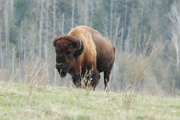 A Plains Bison Bull walking Along a Woodlot