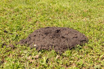 Cow dung on the meadow with maggots