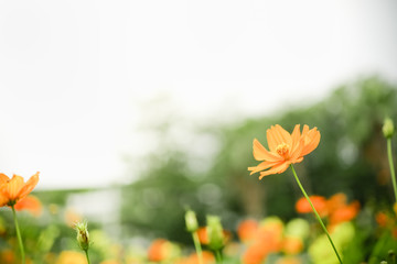 Close up of beautiful orange and yellow cosmos flower with green leaf under sunlight with copy space using as background natural plants landscape, ecology wallpaper concept.