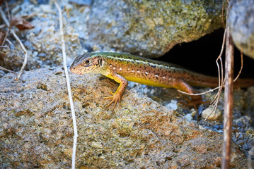Meadow lizard ( Darevskia pontica ) sitting on a rock