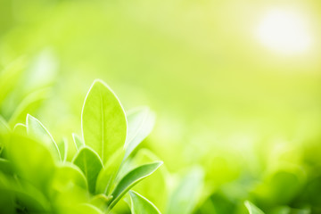 Close up of nature view green leaf on blurred greenery background under sunlight with bokeh and copy space using as background natural plants landscape, ecology wallpaper concept.