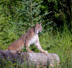 Canadian Lynx in Montana
