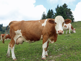 Fototapeta na wymiar brown and white cow in the moutanin