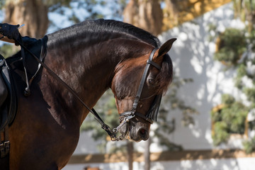 Cabeza de un caballo español marrón en Doma Vaquera
