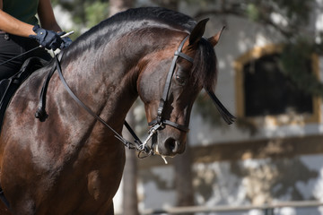 Cabeza de un caballo español marrón en Doma Vaquera